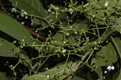 Dendrocnide sinuata